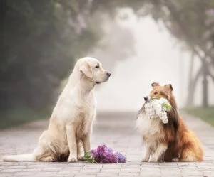 Exciting new service to help with planning your wedding coming in 2021 Life Celebrations with Joy planning your wedding - will you marry me?